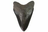 Black, Fossil Megalodon Tooth - South Carolina #90758-1